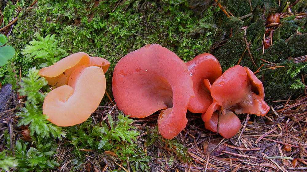 Qualche fungo � arrivato.